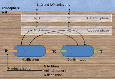 diagram of the soil nitrogen cycle